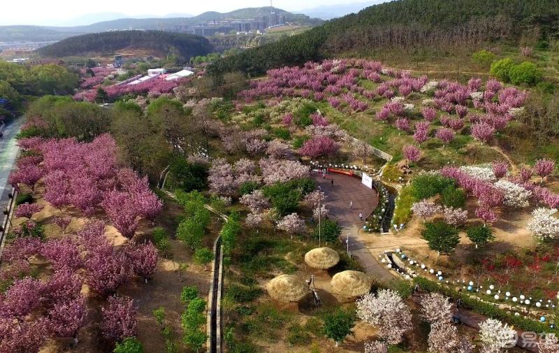 大連旅順203櫻花園2