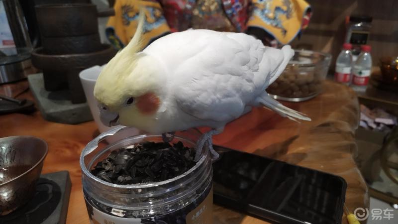 凤头鹦鹉平均要比其他的鹦鹉体型大但其中鸡尾鹦鹉却是一种很小的凤头