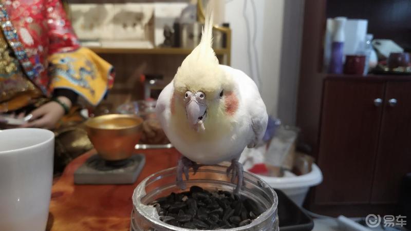 但其中鸡尾鹦鹉却是一种很小的凤头鹦鹉