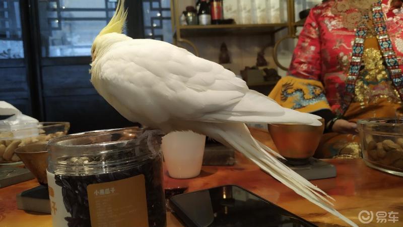 凤头鹦鹉平均要比其他的鹦鹉体型大但其中鸡尾鹦鹉却是一种很小的凤头