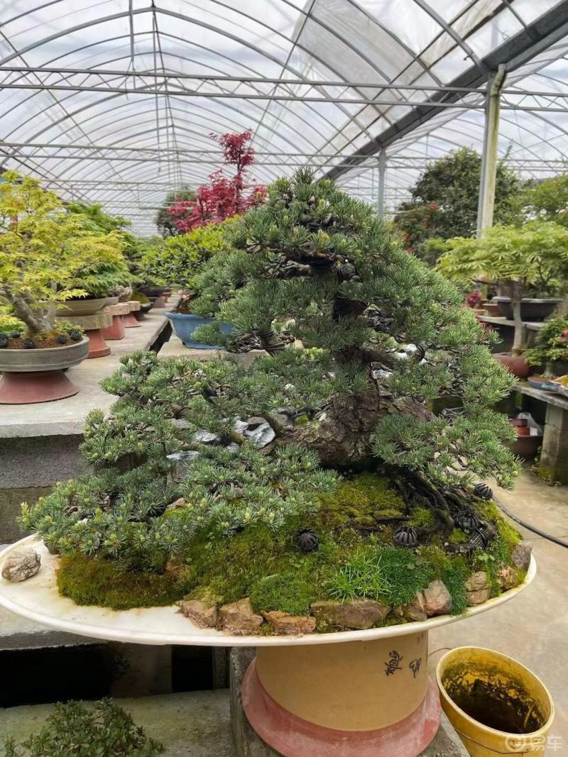 打卡花卉园盆景起源于中国在世界艺术之林中它是富有自然情趣的东方