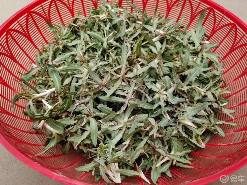 被誉为"红军菜","长征菜"的苦苦菜