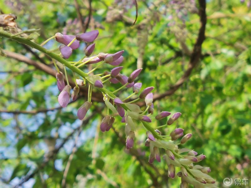 紫玉老藤开出了漂亮的花簇