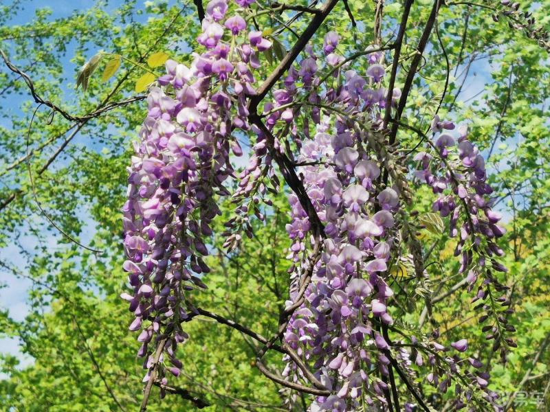 紫玉老藤开出了漂亮的花簇