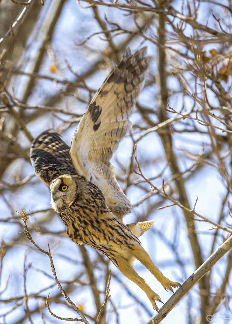 长耳鸮(英文名:long-eared owl,学名:asio otus),是鸮形