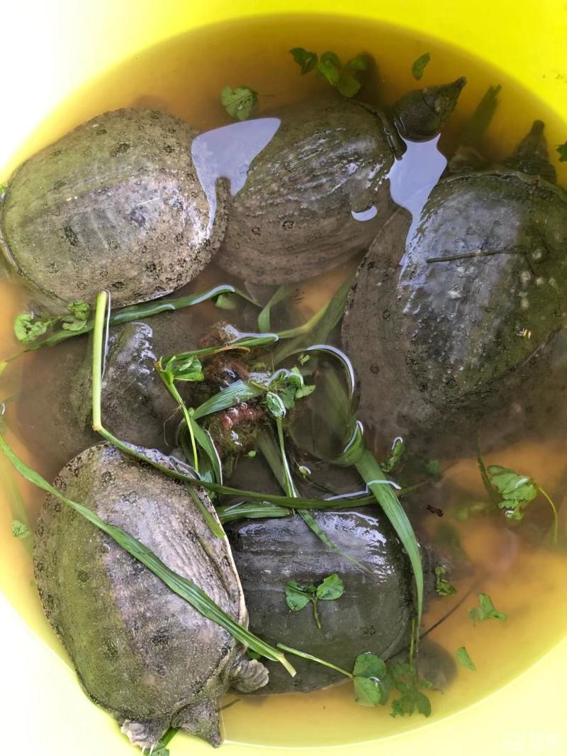 抓了几只野甲鱼今天可以大饱口福了