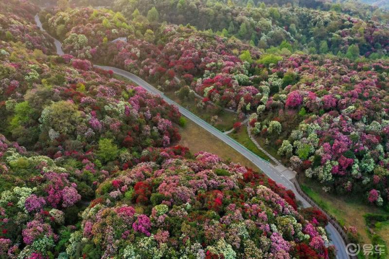 畢節市百里杜鵑景區天氣晴好綿延百里的杜鵑花盡情綻放進入盛花期