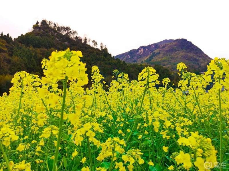 到金岩村去看春天的好风景