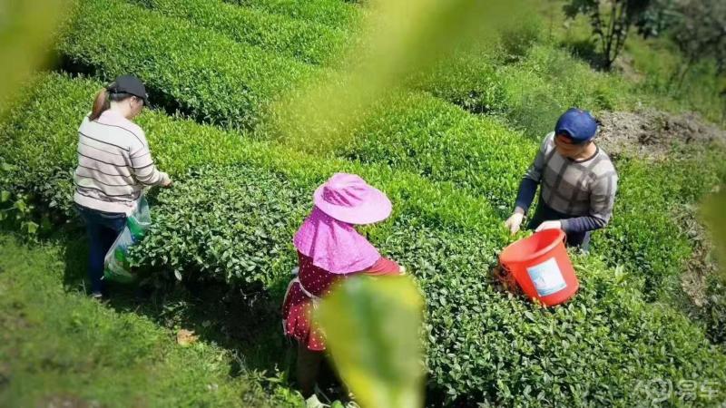 自然草木茶叶（草木灰釉茶具特点） 天然
草木茶叶（草木灰釉茶具特点）《草木灰釉茶具介绍》 茶叶资讯