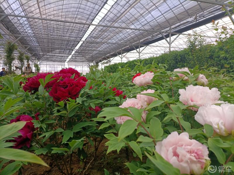 易车辽宁论坛大连新车友聚会华家牡丹园