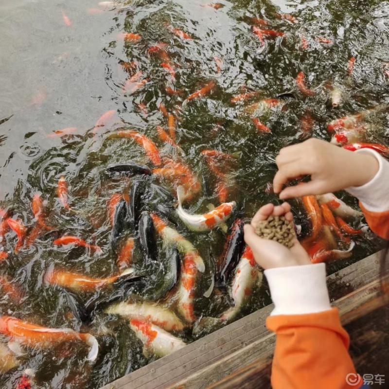 日常随手拍#今天是喂鱼的甜心呀特别钟爱于在公园喂鱼