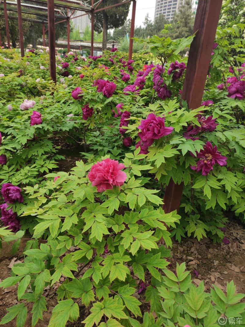 日常随手拍#洛阳的牡丹真是太美了,尤其康师傅的造型设计的很有创意