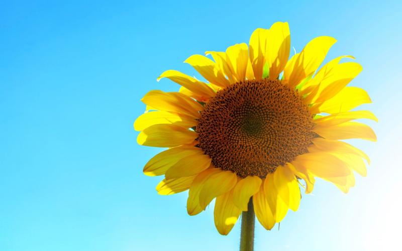 葵花寄语温暖向阳