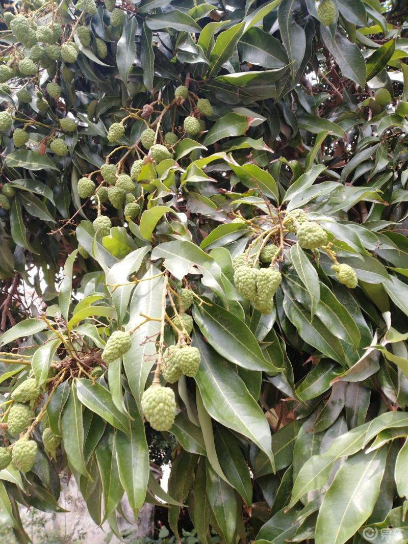还没成熟的荔枝