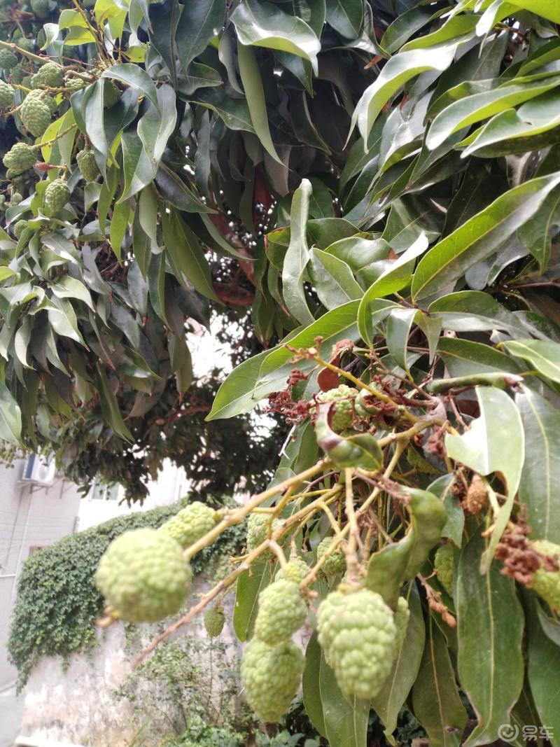 还没成熟的荔枝