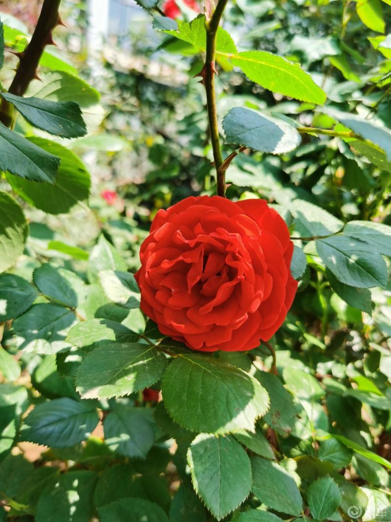 一朵小红花绽放在春日暖阳下
