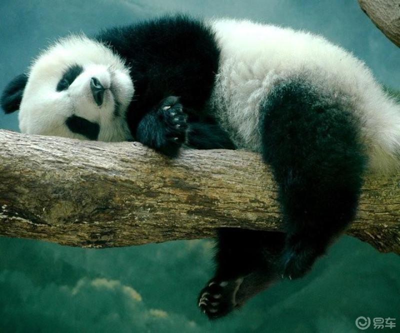 萌宝早啊萌宝来袭各种宠物请回避啊排行榜第一位的萌宠