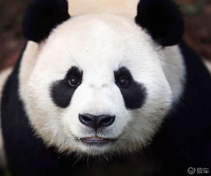 萌宝早啊萌宝来袭各种宠物请回避啊排行榜第一位的萌宠