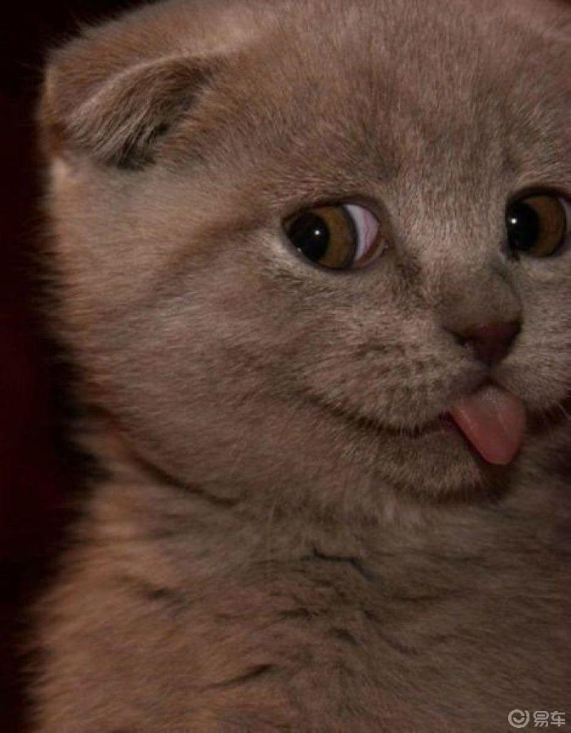 萌宝小动物治愈人心的可爱表情您中招了吗