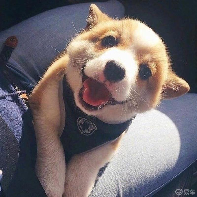 萌宝小动物治愈人心的可爱表情您中招了吗