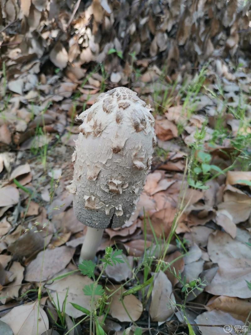 陪着妈妈去乡下田里种瓜偶然发现好大一个菌菇