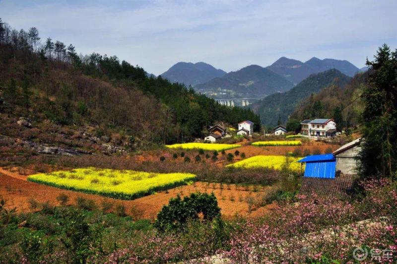春光无限好,在长阳榔坪遇见醉美木瓜花开!