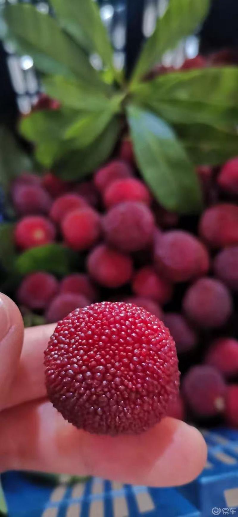 乌梅熟了真的不错