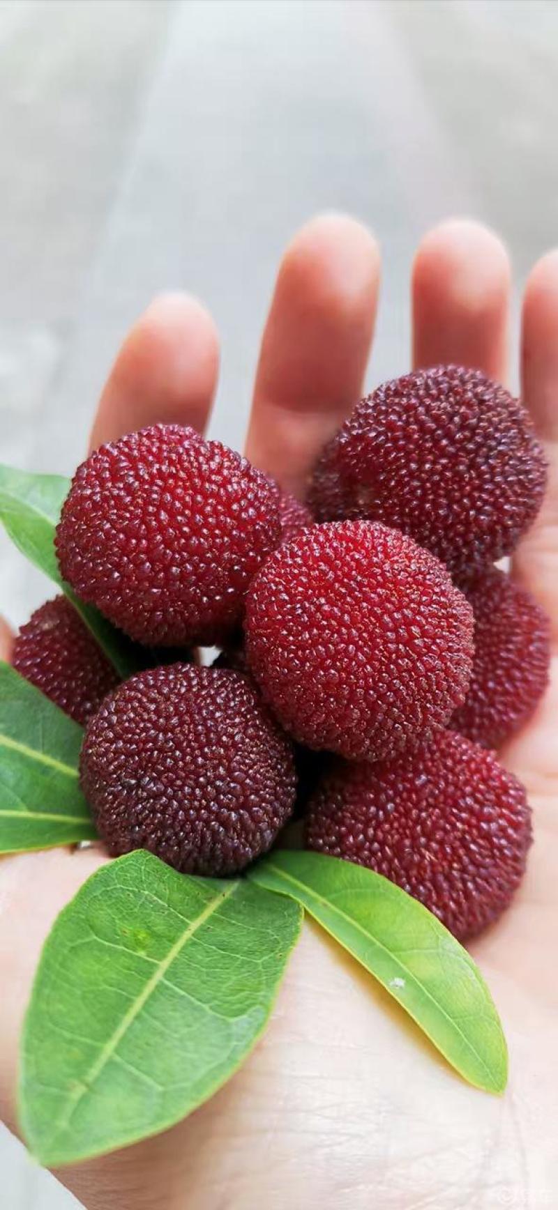 乌梅熟了真的不错