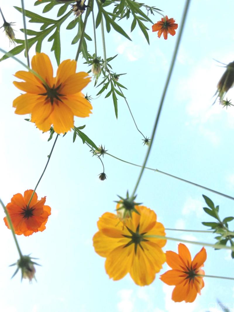 每日一帖看看这花多漂亮蓝天白云映衬下花儿更美