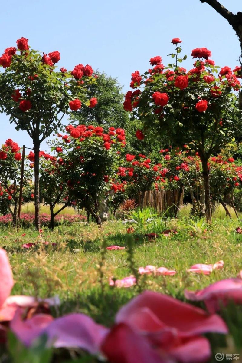 树状月季又称月季树玫瑰树是由一个直立树干通过园艺手段扦插养根育干