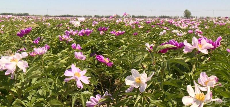 进入5月下旬奎屯市开干齐乡梧桐树村1000亩油用芍药竞相绽放一眼望去