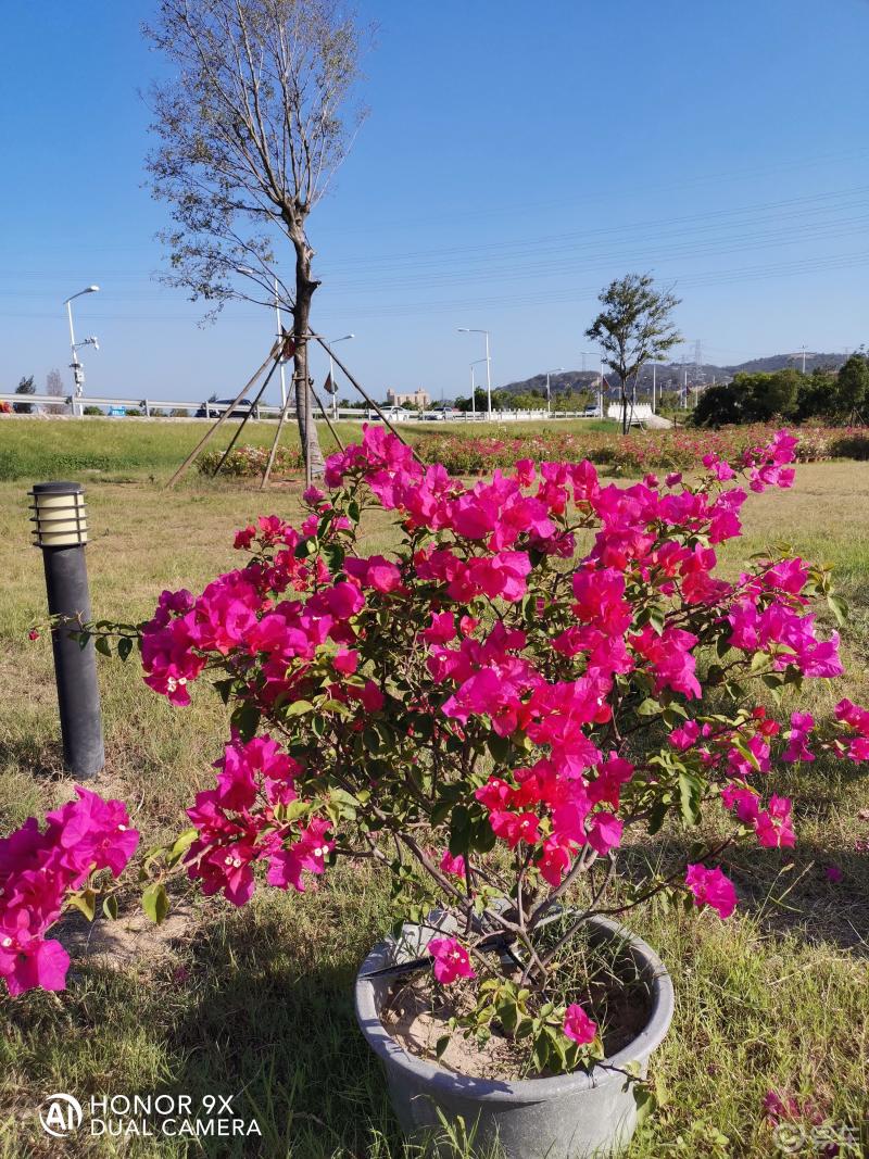 尋找自駕達人cs95石獅花海谷公園