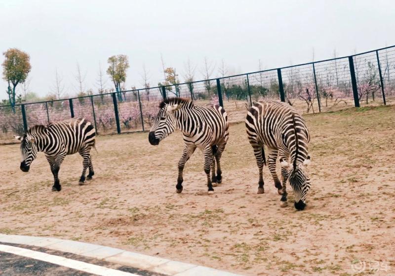 周口動物園一日遊