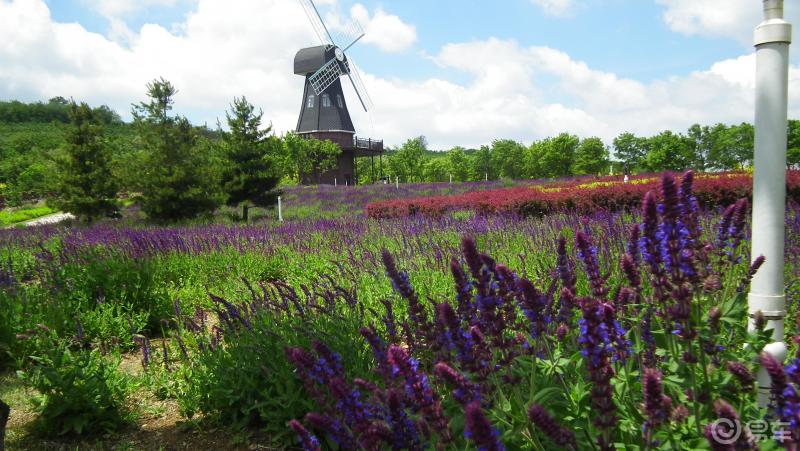 大连周边自驾游之东沟花海