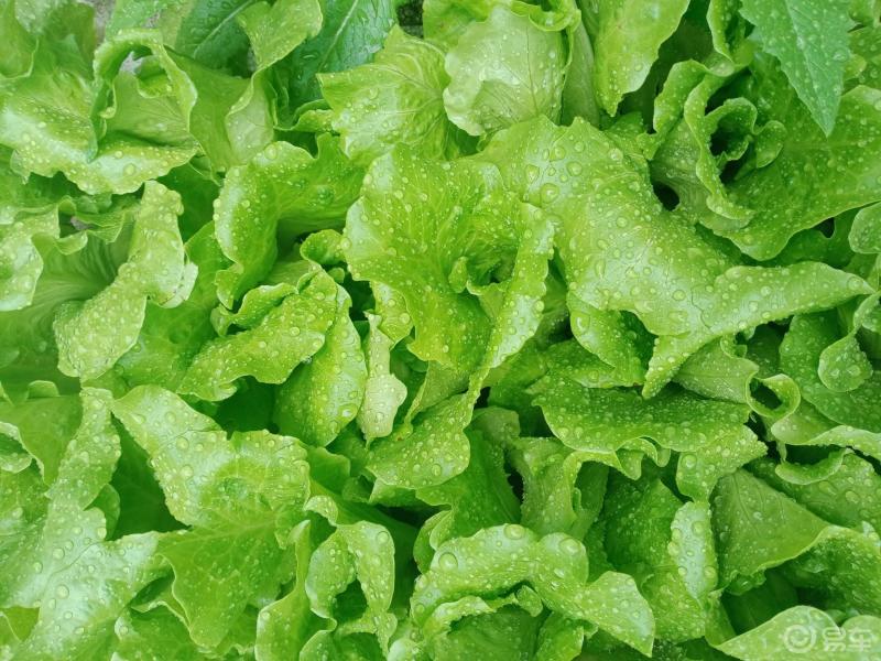 雨后的小菜园儿晶莹的小水珠鲜嫩的菜叶不为吃这几口只为着陶冶心情