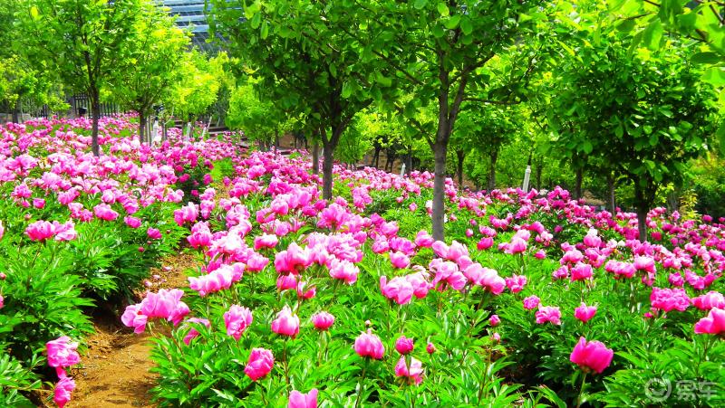 大连周边自驾游之东沟花海