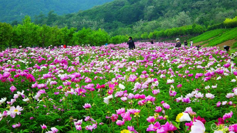 大连周边自驾游之东沟花海