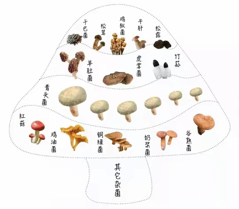 昆明有不少野生菌的交易市场我去到大观篆新农贸市场