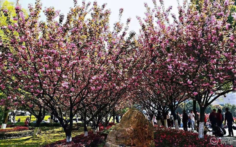重庆樱花雪纷至沓来 ——重庆邮电大学
