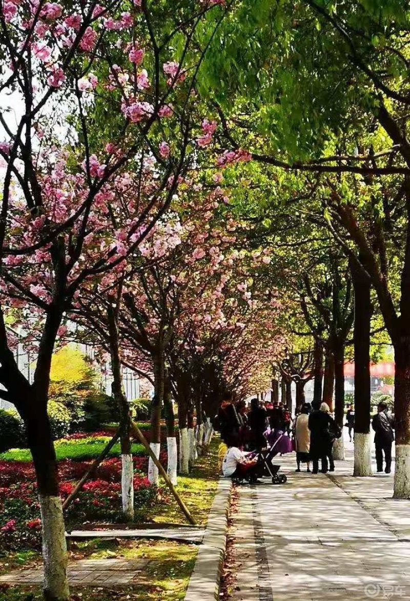 重庆樱花雪纷至沓来 ——重庆邮电大学