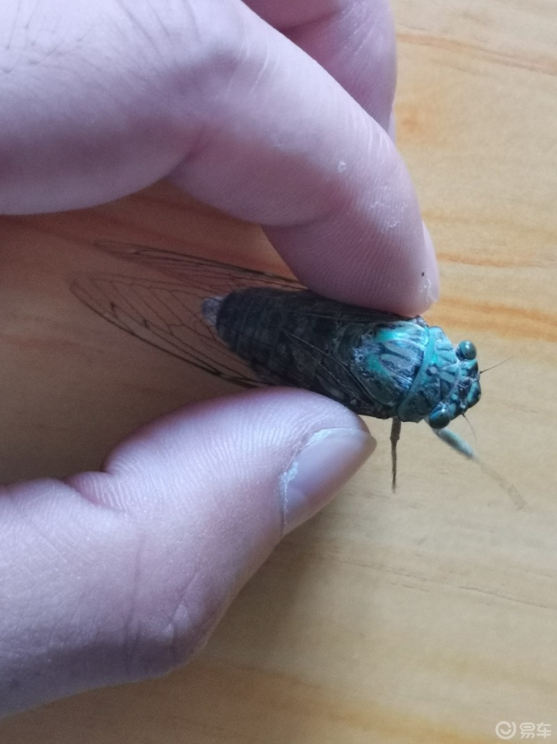 夏季昆虫#夏季最具代表性的昆虫就属蝉了,学名"知了",不过你认识几种