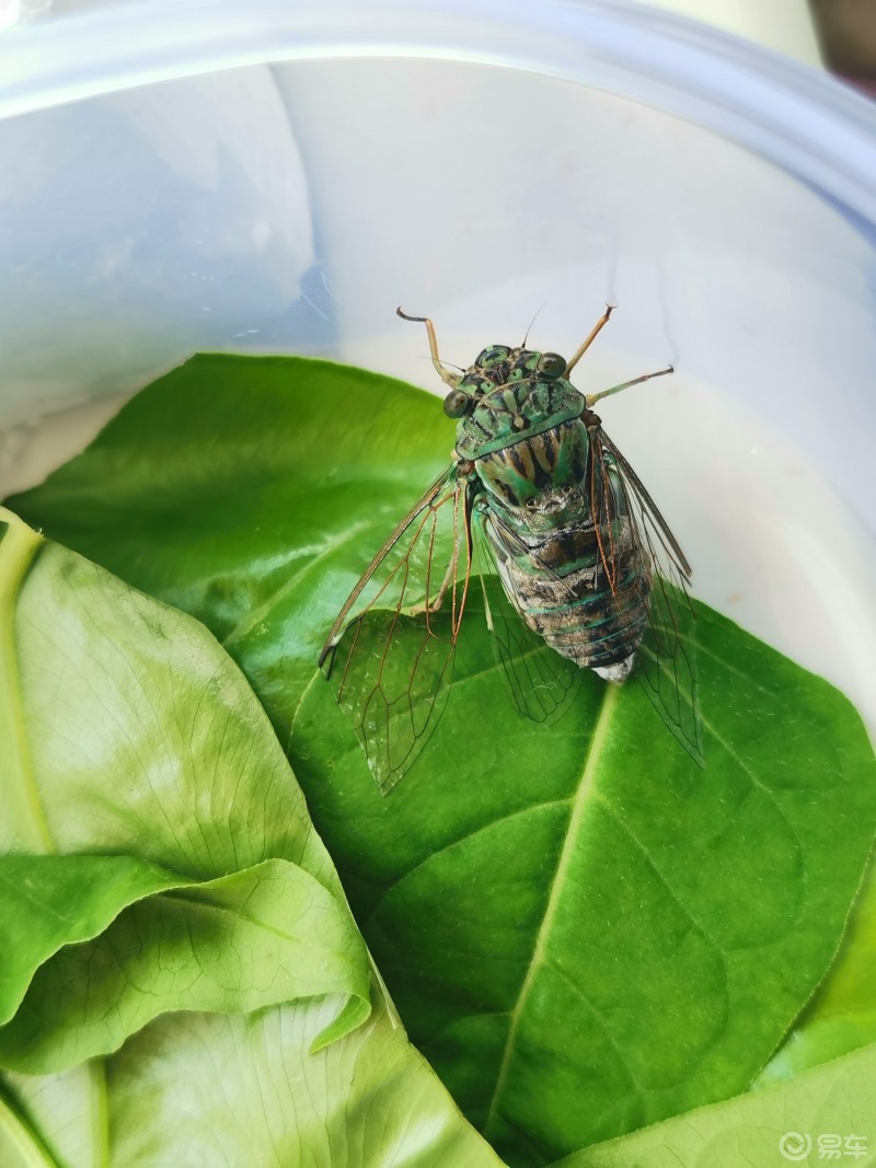 夏季昆虫#夏季最具代表性的昆虫就属蝉了,学名"知了",不过你认识几种