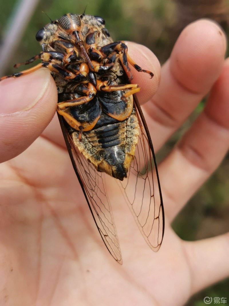 夏季昆虫#夏季最具代表性的昆虫就属蝉了,学名"知了",不过你认识几种