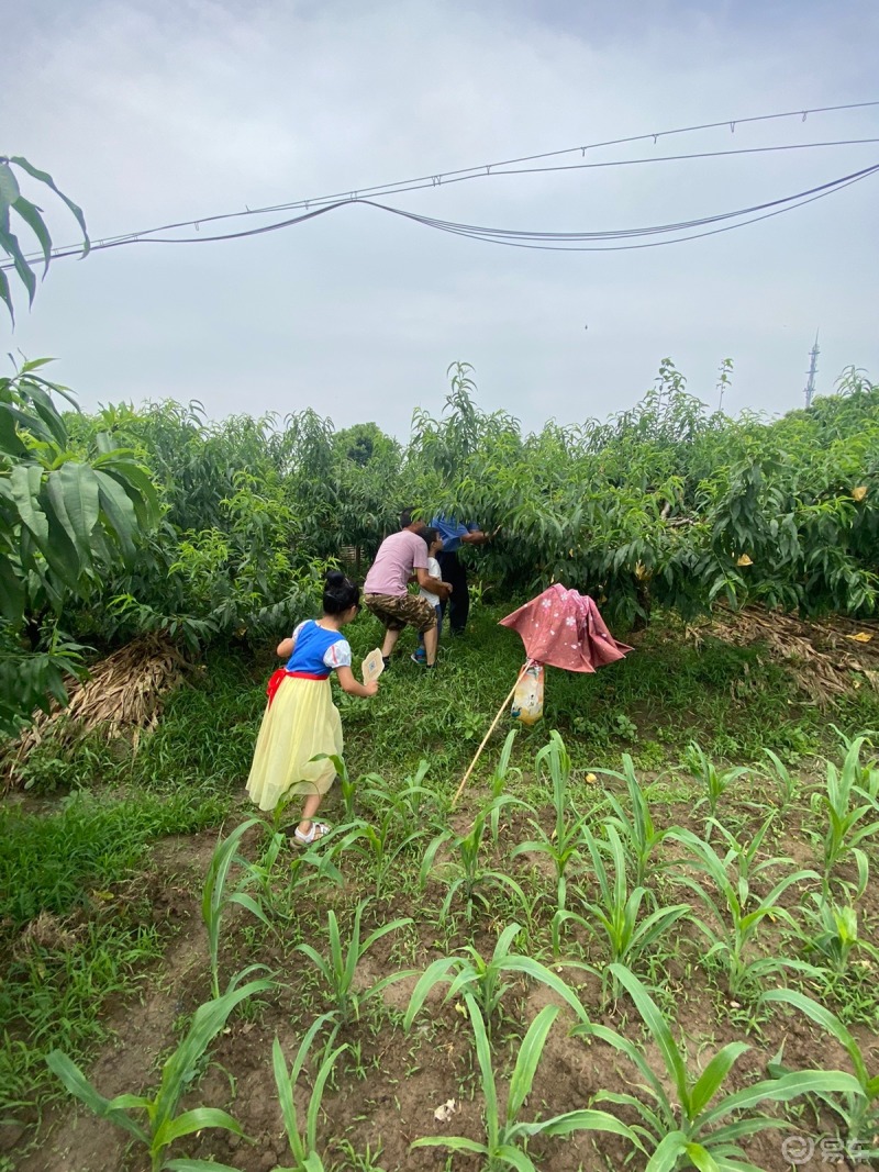 上海荣威rx3车友会7月南汇采摘水蜜桃之行