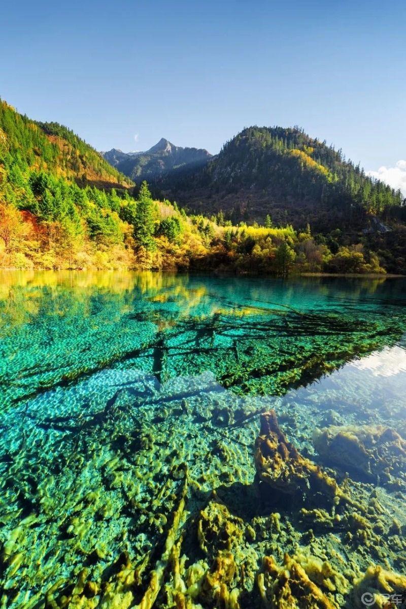 四川九寨沟人间仙界九寨沟最美的时刻还是在秋天五花海晶莹剔透在阳光