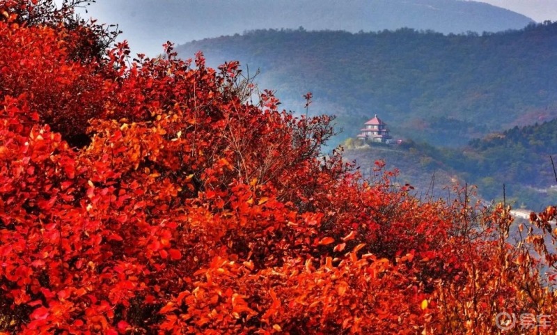 北京香山紅葉最多情,一語寄相思香山的紅葉是紅透到心底的每逢霜秋,遍