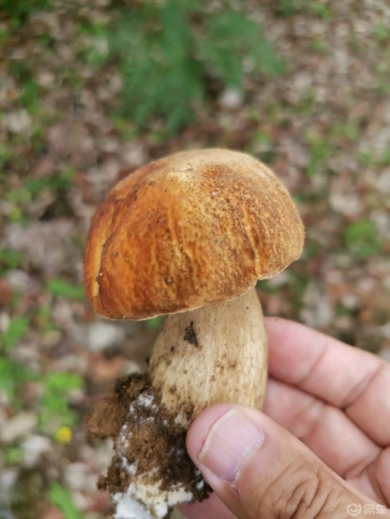 雲南的野生菌特別多,有很多的菌子不知道叫什麼名字,也不知道有沒有毒