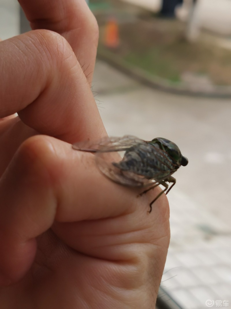 昆虫世界绿色的小知了听听叫声后放它们走吧