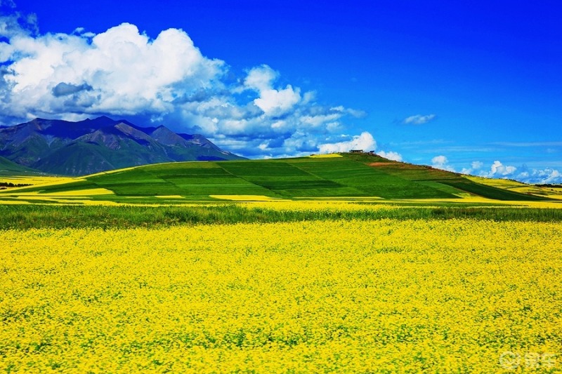 门源油菜花海图片高清图片