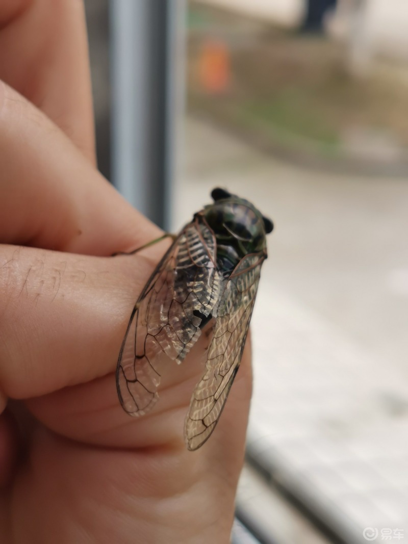 昆虫世界绿色的小知了听听叫声后放它们走吧